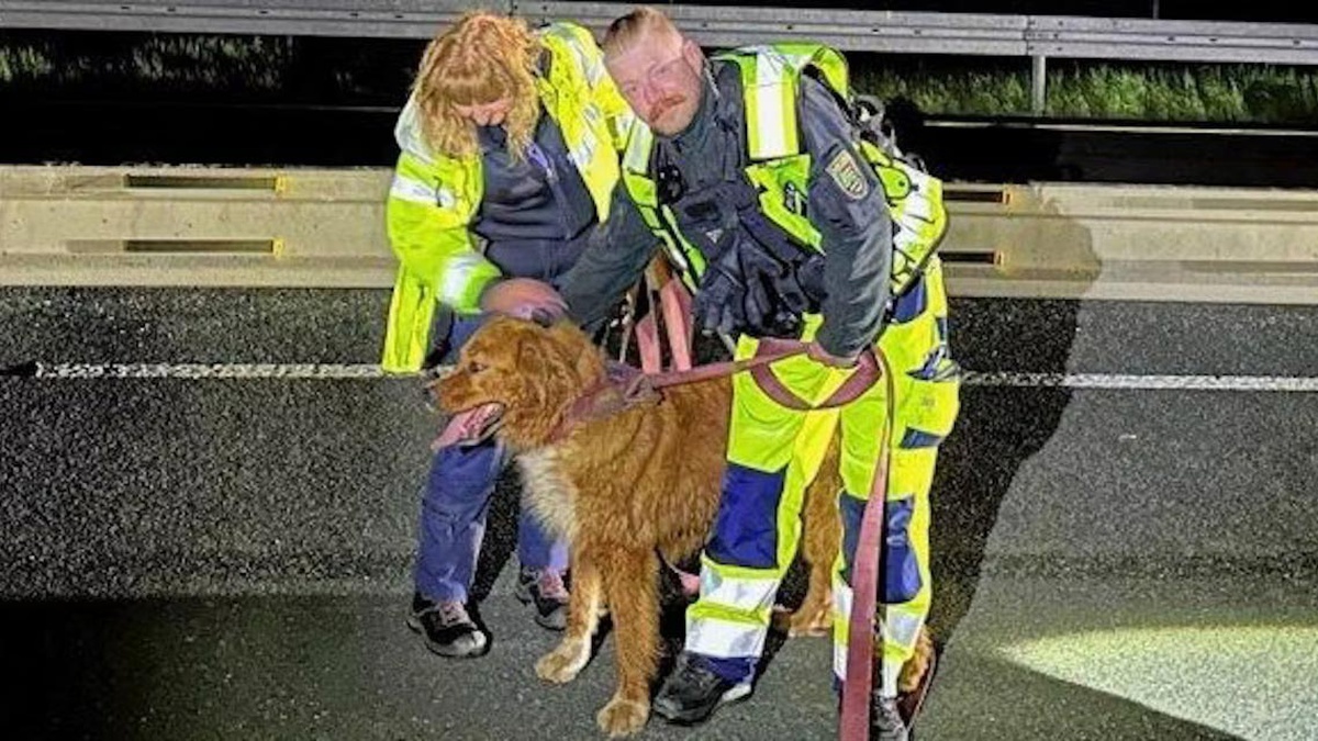 Heartbreaking Incident In Germany: Police Shut Down Highway As Grieving ...